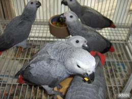 Hand fed African Grey Parrots, single and pairs available,  - Singapore Pets Portal | Sg Pets